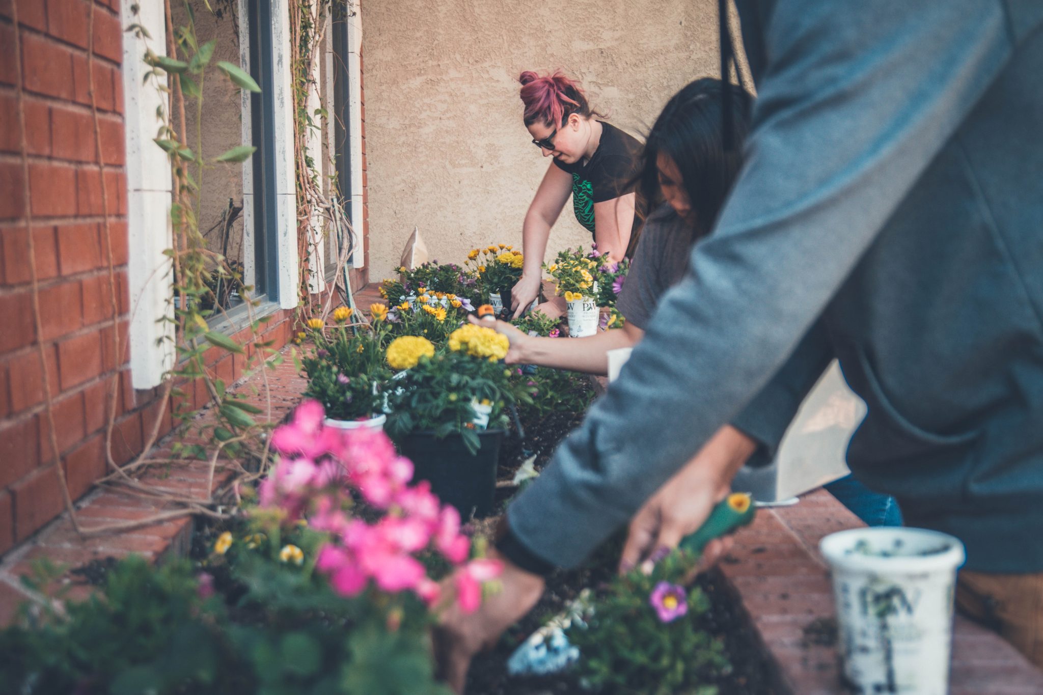 People gardening and potting some flowers outdoors.